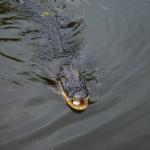 OTRA2014_1585 (September 03, 2014)